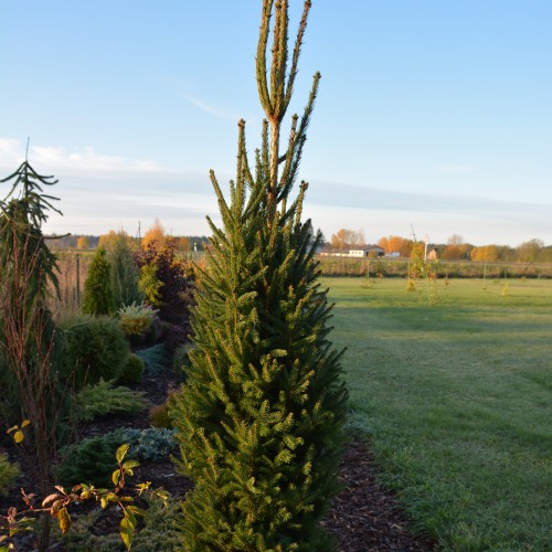 Picea abies 'Cupressina' - Harilik kuusk 'Cupressina' C7,5/7,5L